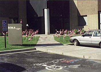 flamingos.jpg (35086 bytes)